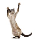 Devon rex playing on hind legs