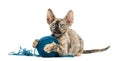 Devon rex playing with a wool ball isolated on white Royalty Free Stock Photo