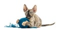 Devon rex playing with a wool ball isolated on white