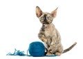 Devon rex playing with a wool ball isolated on white Royalty Free Stock Photo