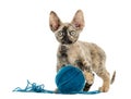 Devon rex playing with a wool ball isolated on white Royalty Free Stock Photo