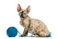 Devon rex playing with a wool ball isolated on white Royalty Free Stock Photo