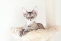 Devon Rex purebred cat is sitting and resting on a scratcher. Kitty is enjoying hammock bed, feeling happy. Selective focus,