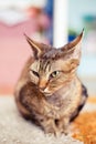 Devon Rex purebred domestic cat