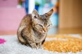 Devon Rex purebred domestic cat