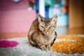 Devon Rex purebred domestic cat