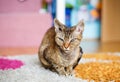 Devon Rex purebred domestic cat