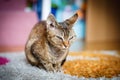 Devon Rex purebred domestic cat