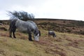Devon wild horses Royalty Free Stock Photo