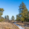 Devonian trail with conifer trees and brown grass in winter season