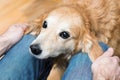 Devoted dog looks at the owner