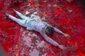 Devotee offering Prayers during Holi Festival at Nandgaon,UttarPradesh,India