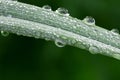 Dew on a blade of grass Royalty Free Stock Photo