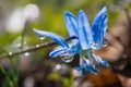 Dew on the blue snowdrops Royalty Free Stock Photo