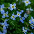Dew On Bluet Flowers