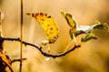 Dew on branches and leaves at a beautiful autumn morning Royalty Free Stock Photo