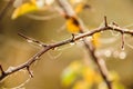 Dew on branches and leaves at a beautiful autumn morning Royalty Free Stock Photo