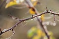 Dew on branches and leaves at a beautiful autumn morning Royalty Free Stock Photo