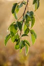 Dew on branches and leaves at a beautiful autumn morning Royalty Free Stock Photo