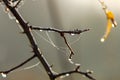 Dew on branches and leaves at a beautiful autumn morning Royalty Free Stock Photo