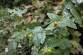 Dew on bush leaves with yellow flowers in autumn in Wicklow, Ireland