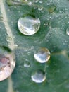 Dew on cabbage leave in pakistan Royalty Free Stock Photo