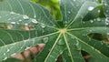 The dew on the cassave leaf