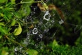 Dew on a spider web Royalty Free Stock Photo