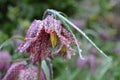 Dew Clinging to Checker Patterned Petals on a Flower