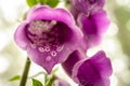 Dew Clings To The Small Hairs In Foxglove Blooms Royalty Free Stock Photo
