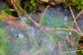 Dew in spider web on forest floor, fall season nature patterns