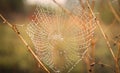 Dew on the cobweb after the rain. Autumn concept. Close-up. Copy space