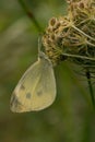 A dew-covered cabbage butterfly