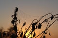 Dew-covered cobweb between a branches of a birch at dawn. Spider web with water drops on a cold autumn morning Royalty Free Stock Photo