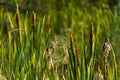 Dew covered cobwebs at dawn in a cool summer morning Royalty Free Stock Photo