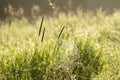 Dew covered cobwebs at dawn in a cool summer morning Royalty Free Stock Photo