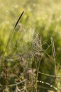 Dew covered cobwebs at dawn in a cool summer morning Royalty Free Stock Photo