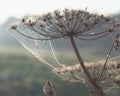 Dew covered cobwebs at dawn in a cool summer morning in a meadow Royalty Free Stock Photo