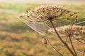 Dew covered cobwebs at dawn in a cool summer morning in a meadow Royalty Free Stock Photo