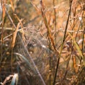 Dew covered cobwebs at dawn in a cool summer morning in a meadow Royalty Free Stock Photo