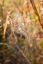 Dew covered cobwebs at dawn in a cool summer morning in a meadow, selective focus Royalty Free Stock Photo