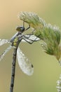 Dew covered damselfly hangs from a grass seedhead.