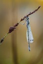 Dew-covered emerald damselfly on its morning twig