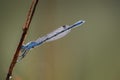 Dew-covered emerald damselfly on its morning twig