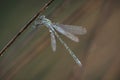 Dew-covered emerald damselfly on its morning twig