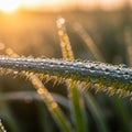 Dew-covered grass blade in close-up, with tiny water droplets reflecting morning Royalty Free Stock Photo