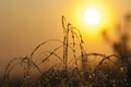 Dew-covered grass Royalty Free Stock Photo