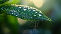 Dew-covered green leaf with delicate spider web in morning light Royalty Free Stock Photo