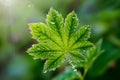 A dew covered green leaf glows, bringing a sense of tranquility and peace in nature