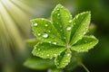 A dew covered green leaf glows, bringing a sense of tranquility and peace in nature